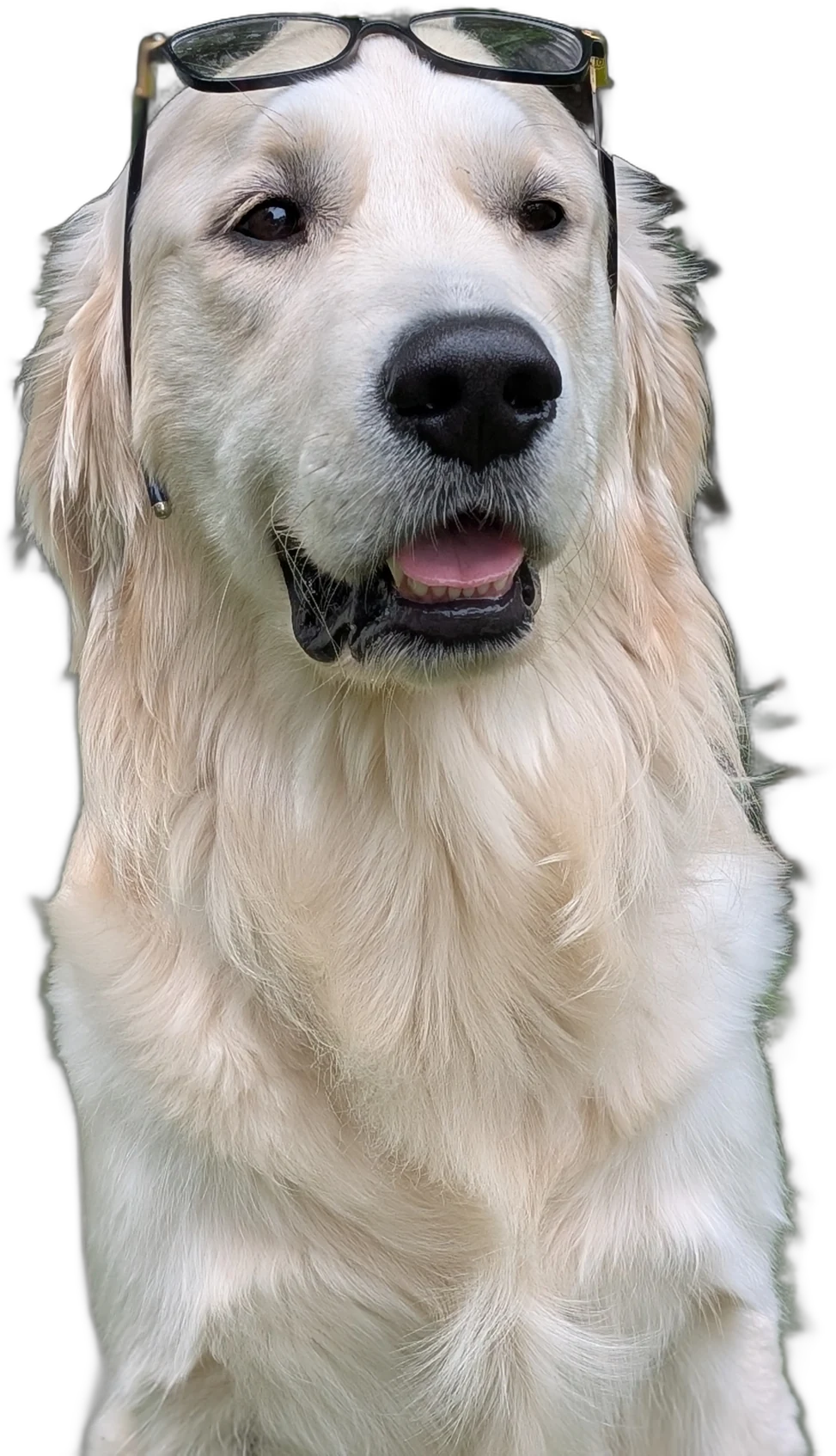 Lolo, our golden retriever, wearing reading glasses on his head