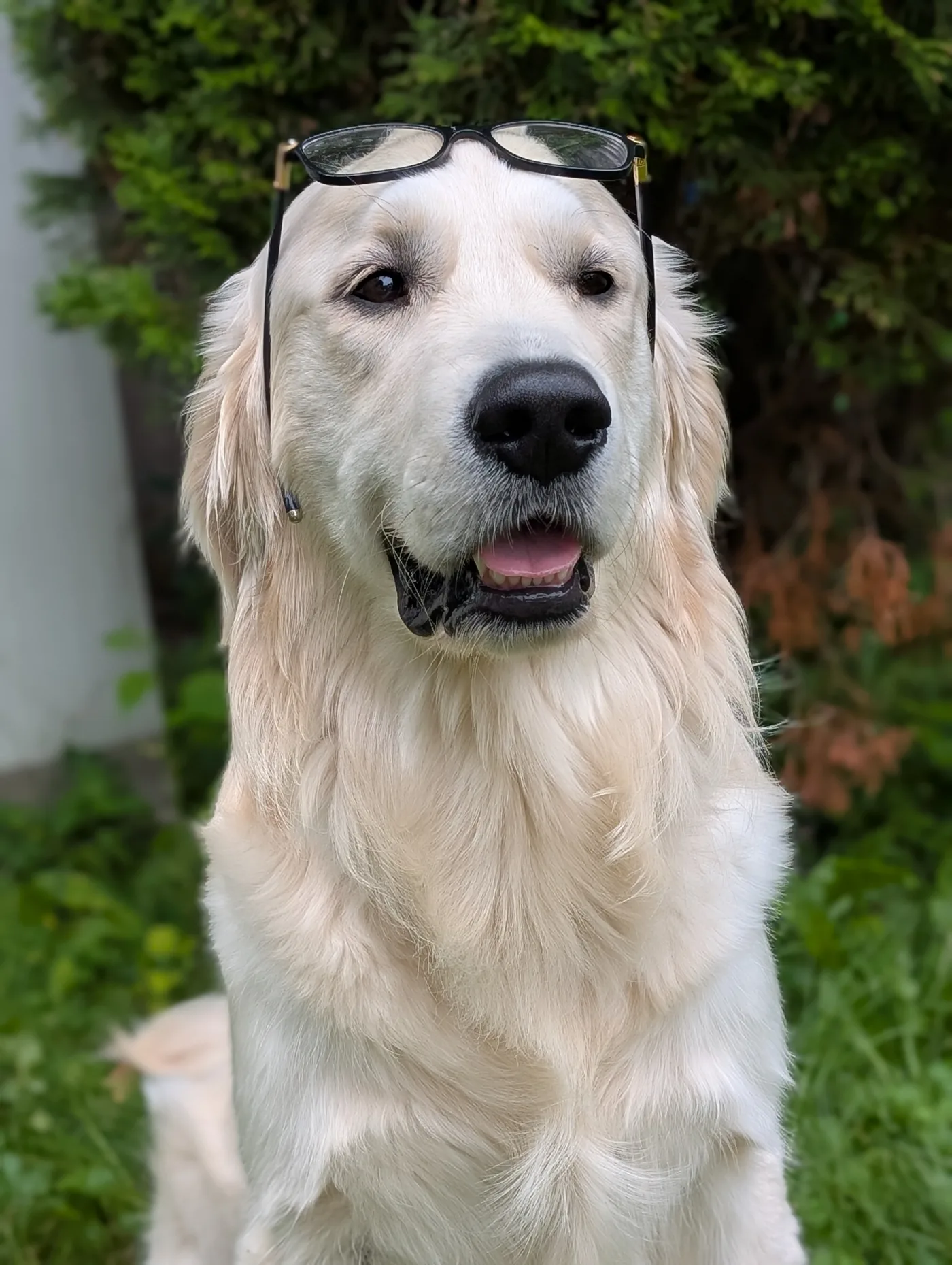 Lolo wearing glasses on his head