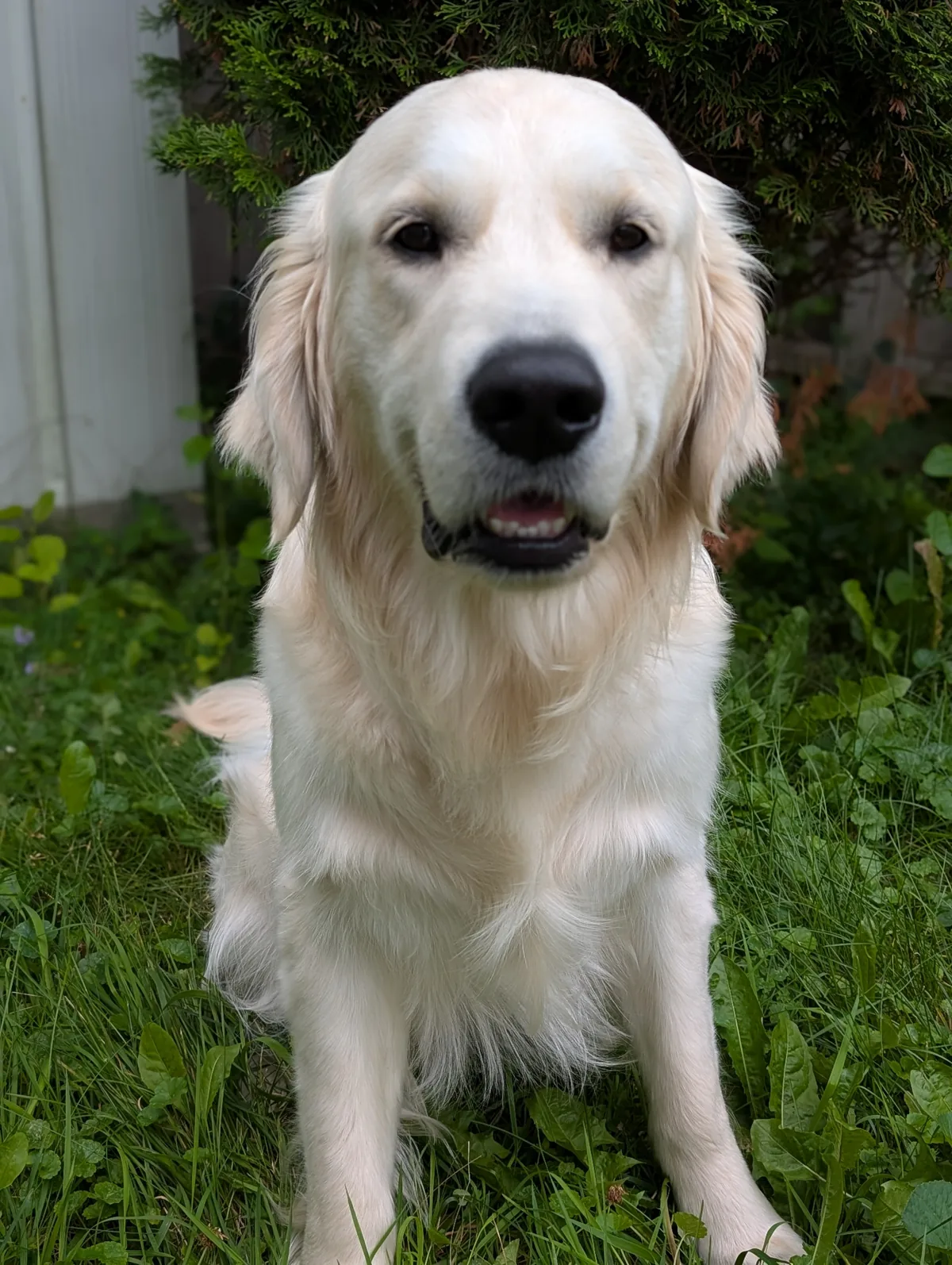 Lolo sitting in the grass, smiling